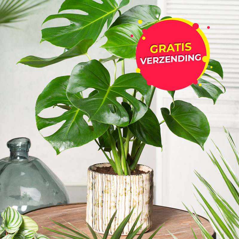 Set van 3 OH2 Royal Kamerplanten