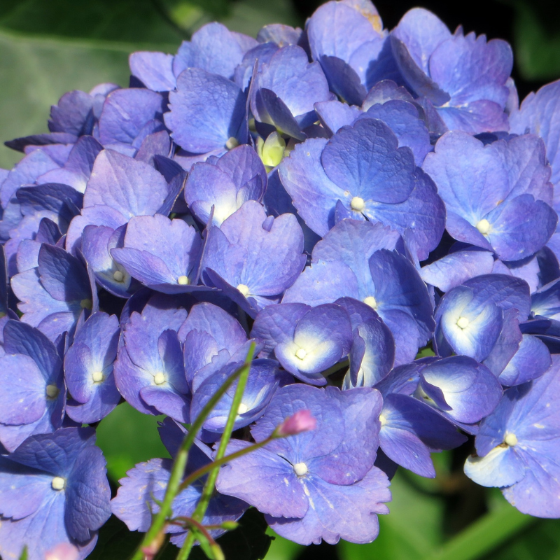 Set van 3 OH2 Hortensia&apos;s