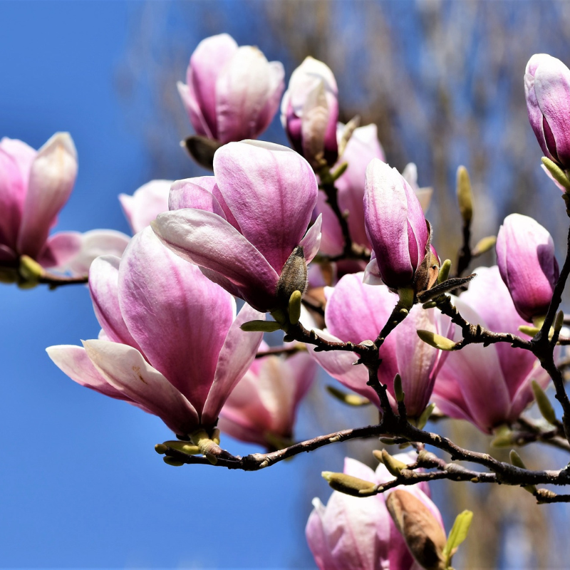 Set van 3 of 6 OH2 Magnolia&apos;s